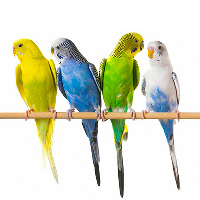 Aves-ornamentales